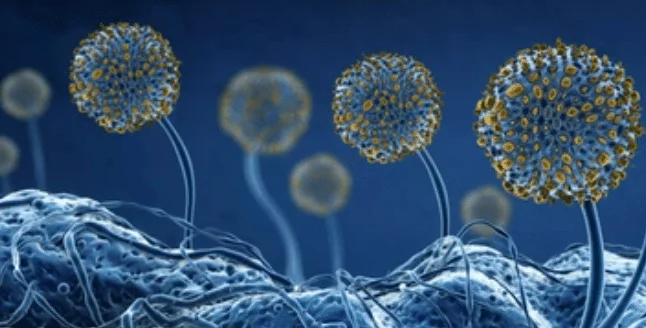 Mould & Health 4 blue mould
