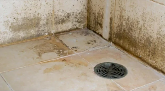 Mould & Health 3 mould bathroom