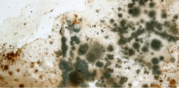 Mould & Health 1 Mould