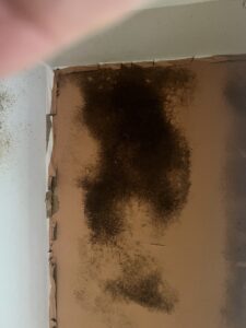 Black mould