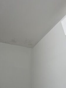 ceiling-mould-removal-wellington-before.jpg