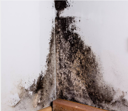 black mould removal